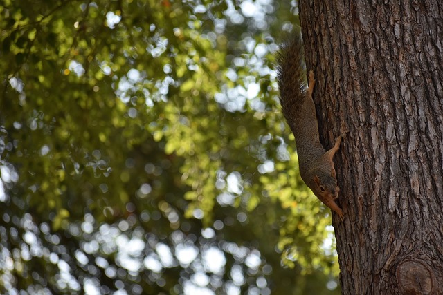 虽然有三人 虽然有三人